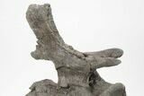Sauropod Dinosaur Vertebra With Metal Stand - Wyoming #227514-12
